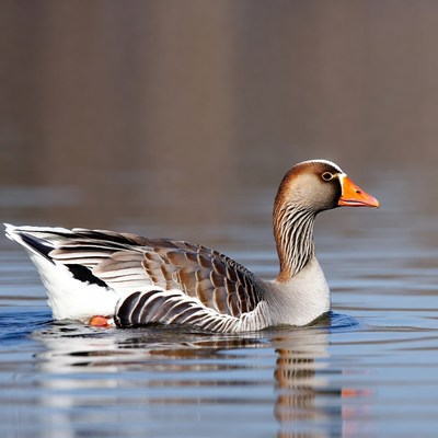 Greylag Goose Swimming in Water