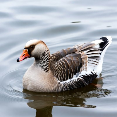 Greylag Goose Swimming in Water