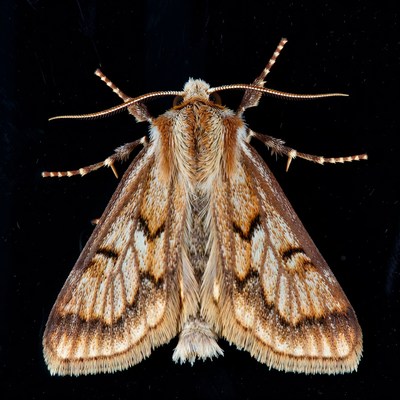 Brown moth with patterned wings