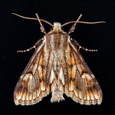 Brown Moth on Black Background