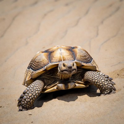 Sulcata Tortoise on Sandy Desert