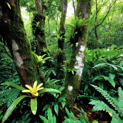 Lush Tropical Rainforest with Bromeliads
