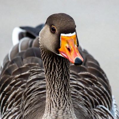 Close-up of Canada goose head