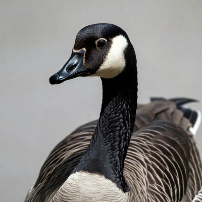 Canada Goose Close-Up Portrait