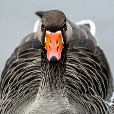Close-up of gray goose face