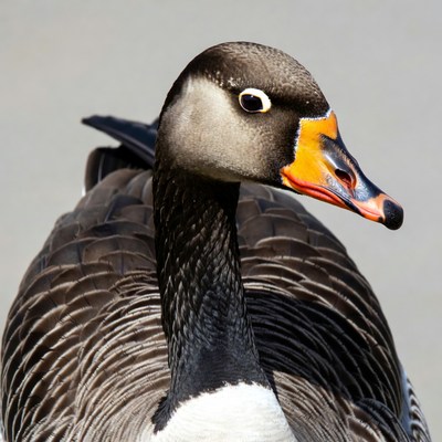Close-up of Egyptian goose