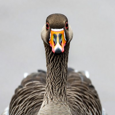 Close-up of greylag goose
