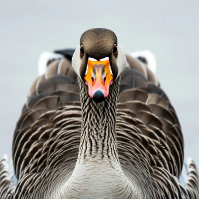 Close-up of greylag goose face