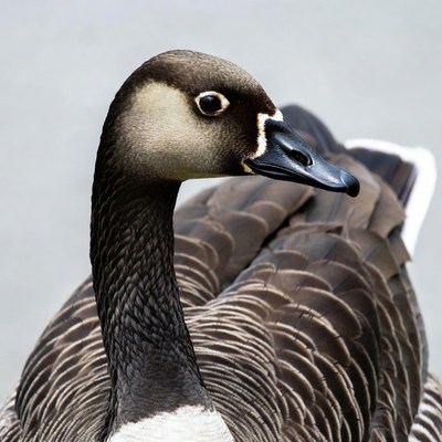 Canada Goose Close-Up Portrait