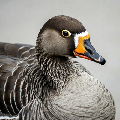Egyptian Goose close-up