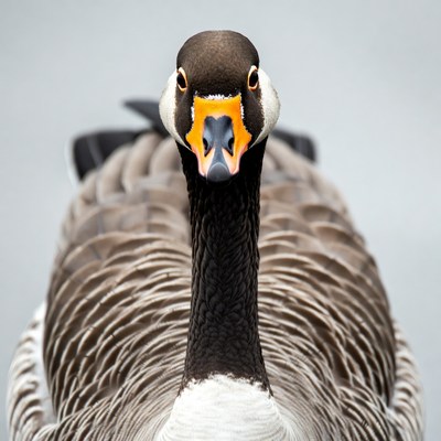 Close-up of greylag goose face