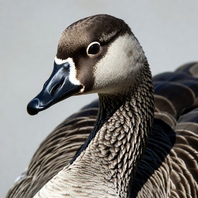 Canada Goose close-up portrait