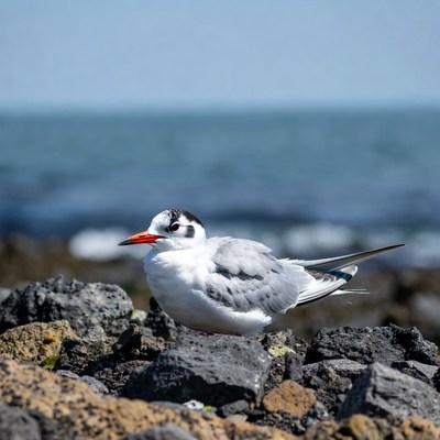 Caspian Tern on Rocks by Sea