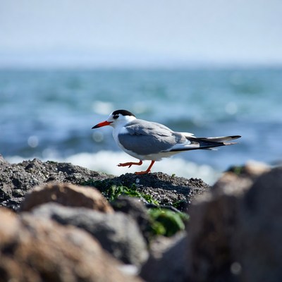 Gull-billed Tern on Rocky Beach