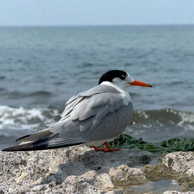Gull-billed Tern on Seashore Rock