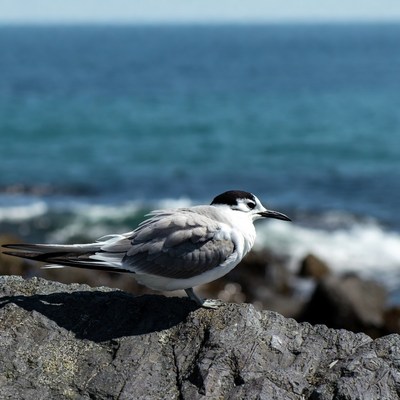 Tern standing on ocean rocks