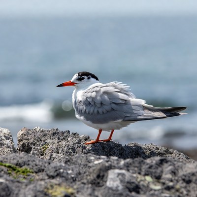 Gull on rocky shore by sea