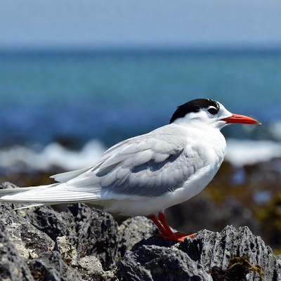 Gull-billed Tern on Rocks by Sea