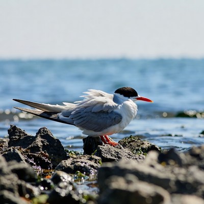 Gull on rocks by sea