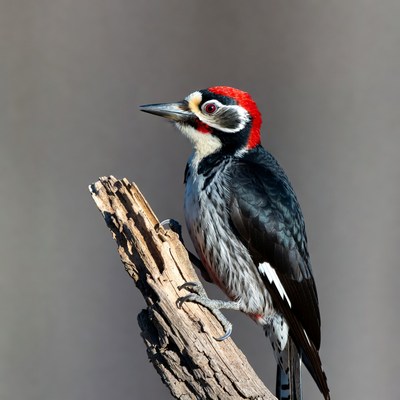 Red-headed Woodpecker on wood