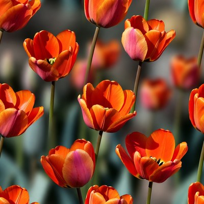 Orange Tulips Seamless Pattern