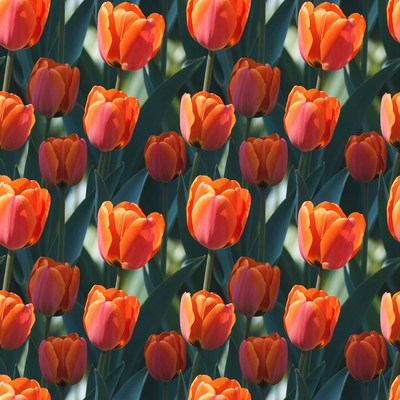 Orange Tulips Seamless Pattern