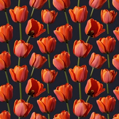 Orange Tulips on Dark Background