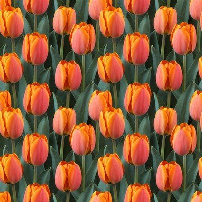 Orange Tulips Pattern on Green Leaves