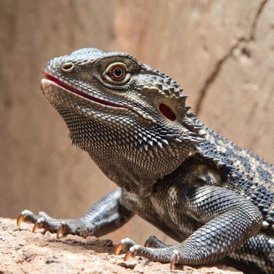 Bearded Dragon Lizard on Rock