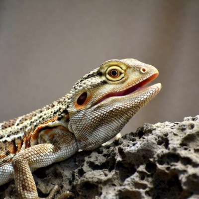 Bearded Dragon Lizard on Rock