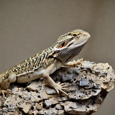 Bearded Dragon on Rock