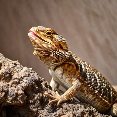 Bearded Dragon on Rock