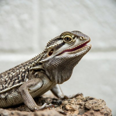 Bearded Dragon Lizard on Rock