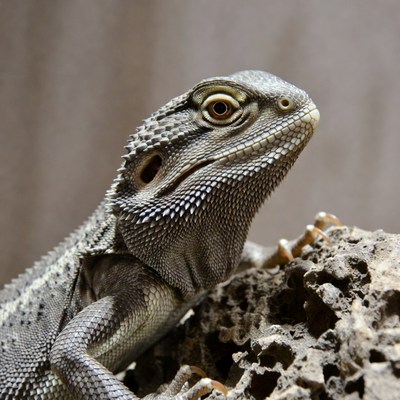 Bearded Dragon on Rock