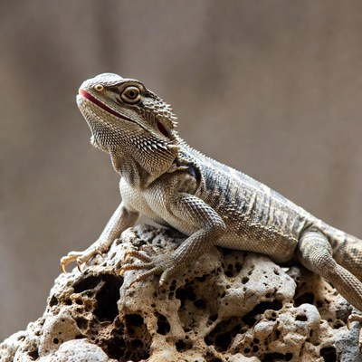 Bearded Dragon on Rock