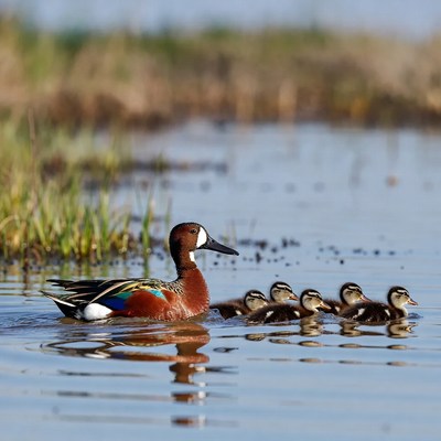 Cinnamon Teal with Ducklings in Water