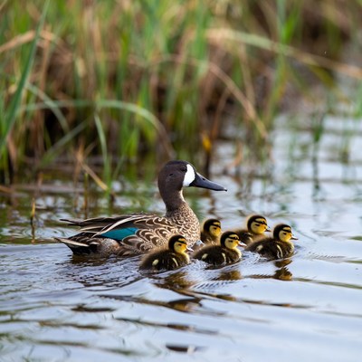 Pintail Duck with Ducklings in Water