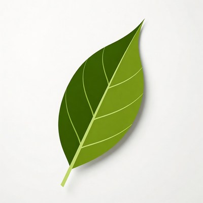 Green Leaf on White Background