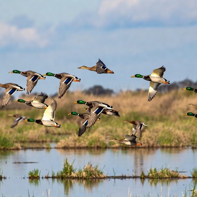 Flock of Mallard Ducks Flying