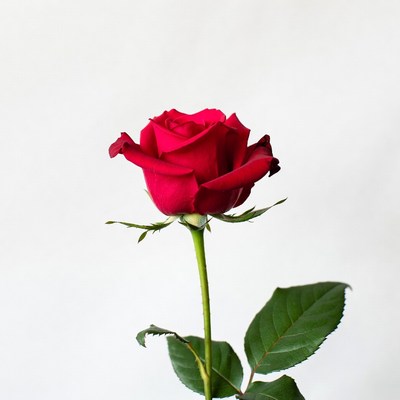 Red Rose on White Background