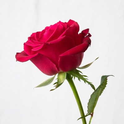 Red Rose on White Background