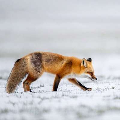 Red fox walking in snow