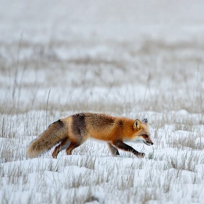 Red fox walking in snowy grass
