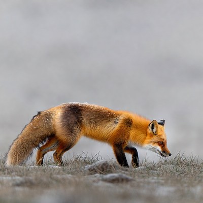 Red fox walking in snowy grass