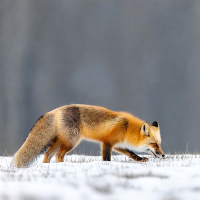 Red fox hunting in snow