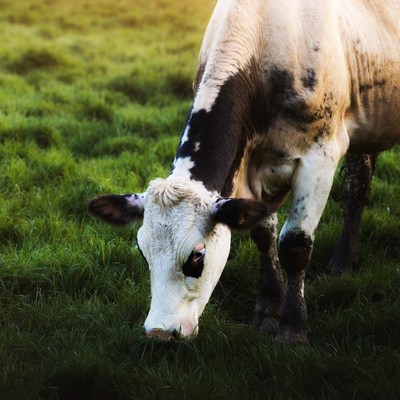 Cow grazing in green field