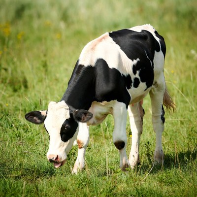 Holstein calf grazing in green grass
