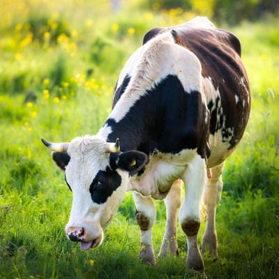 Holstein Cow Grazing in Meadow