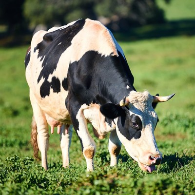 Holstein cow grazing in green pasture