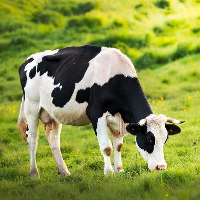Holstein cow grazing in green pasture